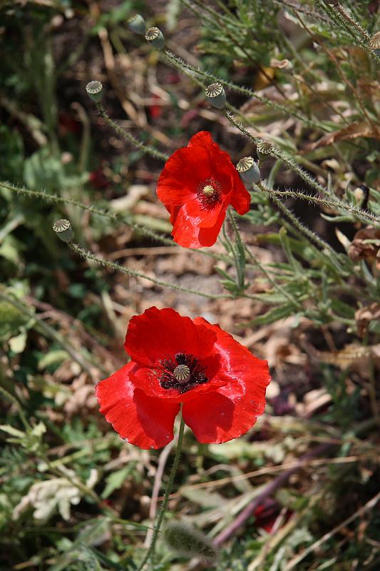 napa55.JPG - More flowers.