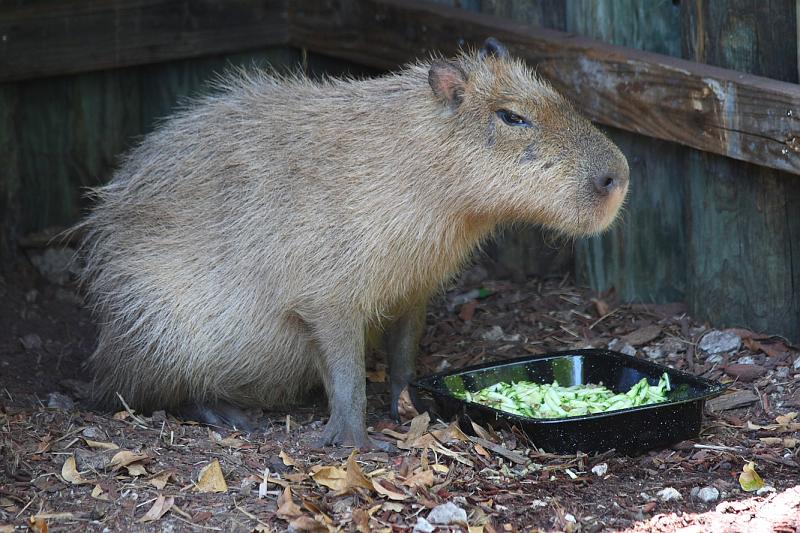 FlaNY2008May173.JPG - Capybara.  I saw these at  Happy Hollow  last winter.