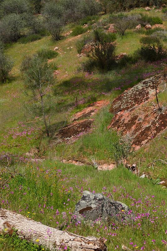 pinnacles024.JPG - Pinnacles.  Wildflowers are out in bloom.