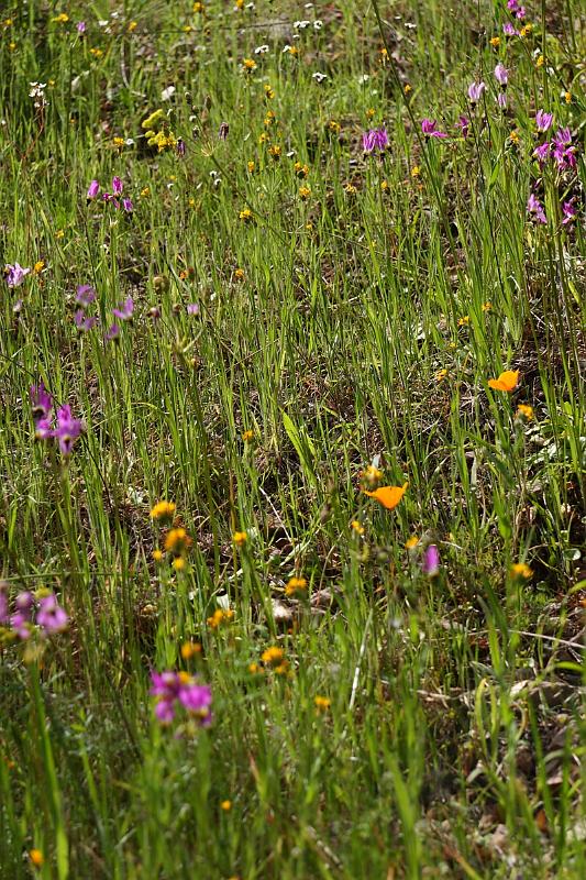 pinnacles038.JPG - Pinnacles.  Wildflowers are out in bloom.