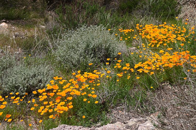 pinnacles049.JPG - Pinnacles.  Wildflowers are out in bloom.