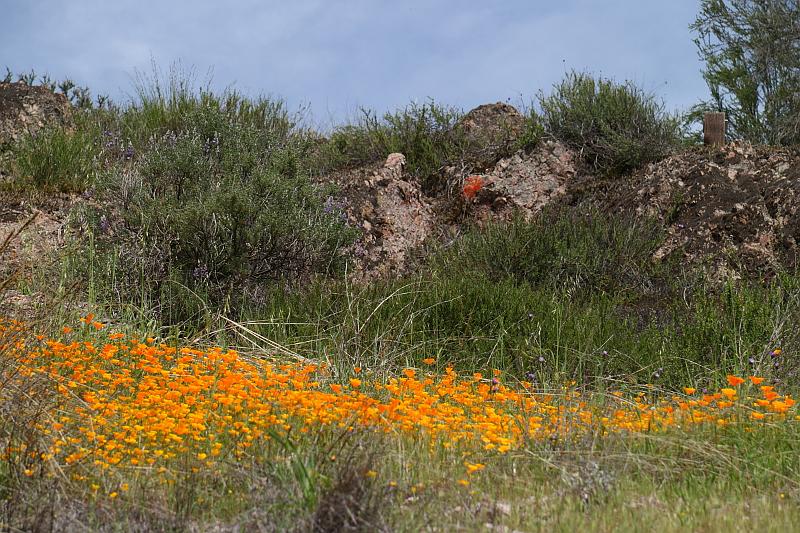 pinnacles052.JPG - Pinnacles.  Wildflowers are out in bloom.