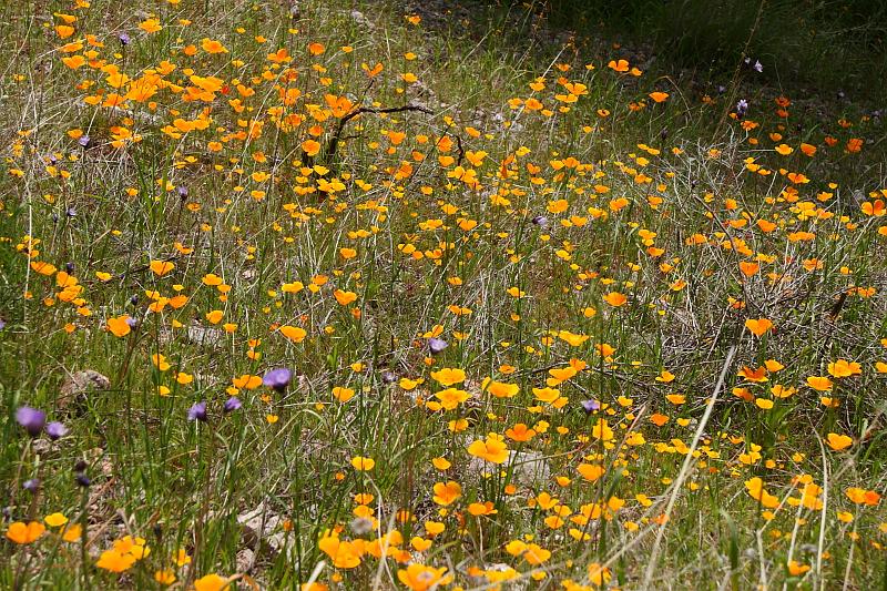 pinnacles098.JPG - Pinnacles.  Wildflowers are out in bloom.