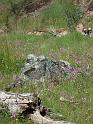 pinnacles026