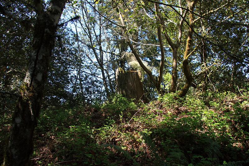 purisima01.JPG - Purisima Creek Redwoods Open Space Preserve is off Skyline Blvd.