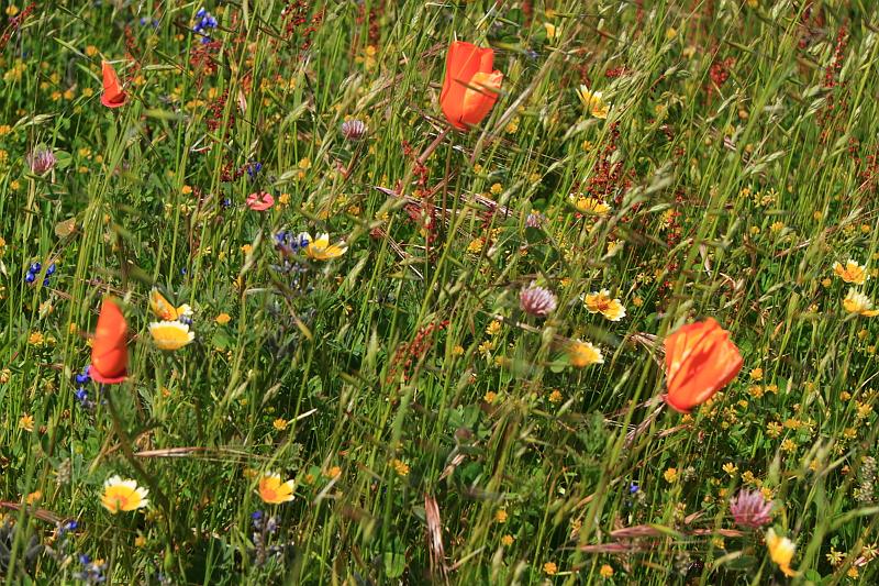 russianridge04.JPG - Despite it being late May, the wildflowers were still very much in bloom.