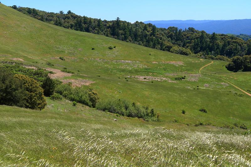 russianridge09.JPG - Amazing what a wet rainy season does for turning everything green.