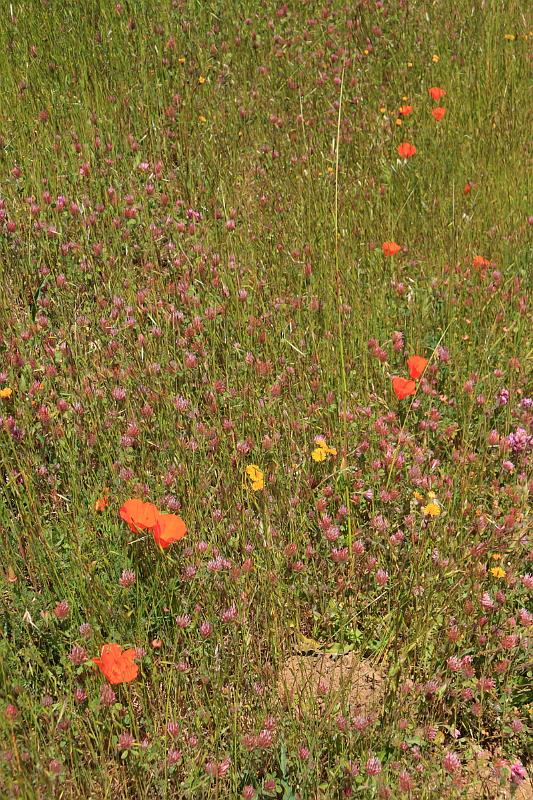 russianridge13.JPG - A whole variety of flowers.