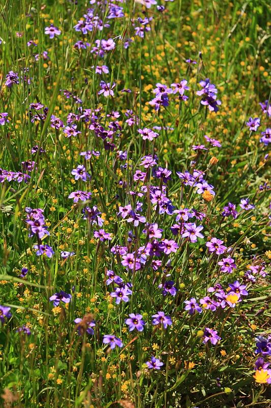 russianridge17.JPG - More wildflowers.