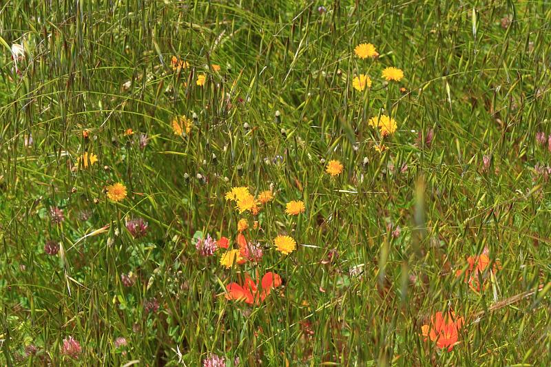 russianridge22.JPG - Poppies mixed in with other flowers.