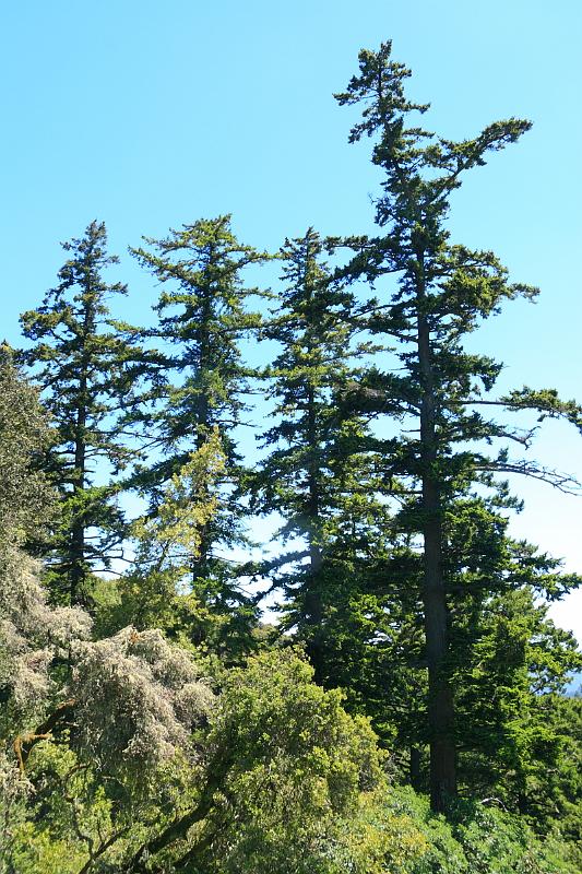 russianridge42.JPG - Some tall trees as the terrain changes.