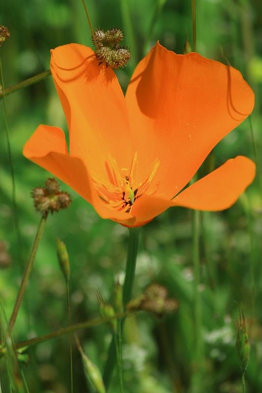 russianridge45.JPG - Poppy.
