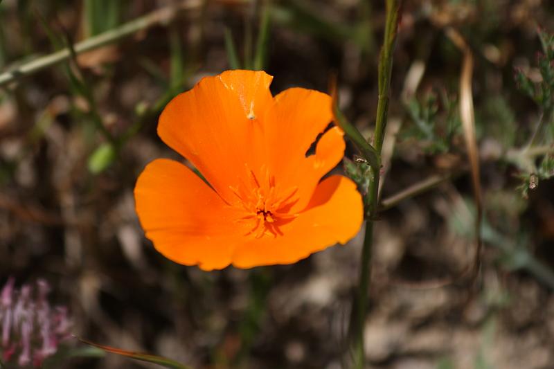 russianridge53.JPG - Another poppy.