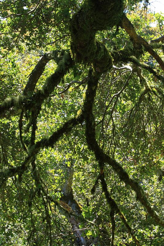 russianridge56.JPG - Tree branch.