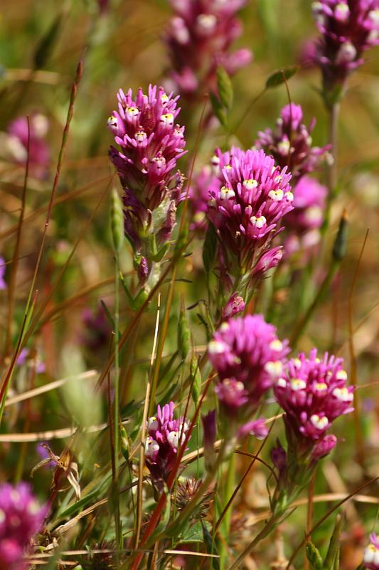 russianridge64.JPG - Purple plant.