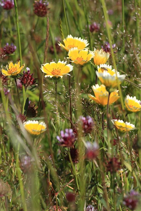 russianridge68.JPG - Yellow flowers.