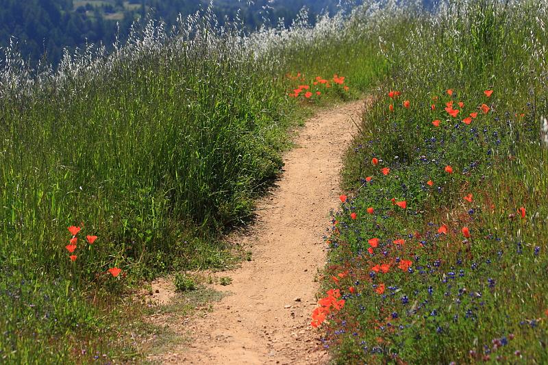 russianridge69.JPG - Flowers were surrounding the trail.  It was anti-histemine time!