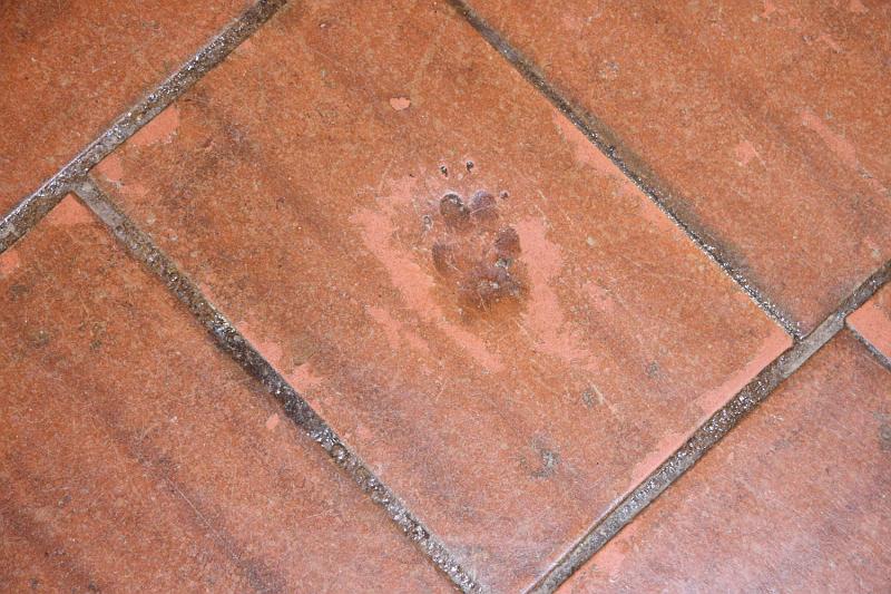SJB011.JPG - A paw print in the floor.