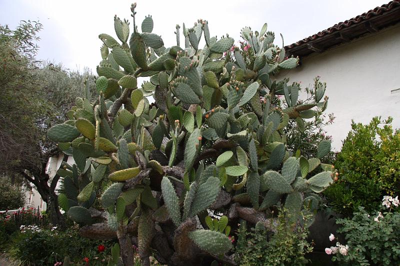 SJB017.JPG - Cactus.