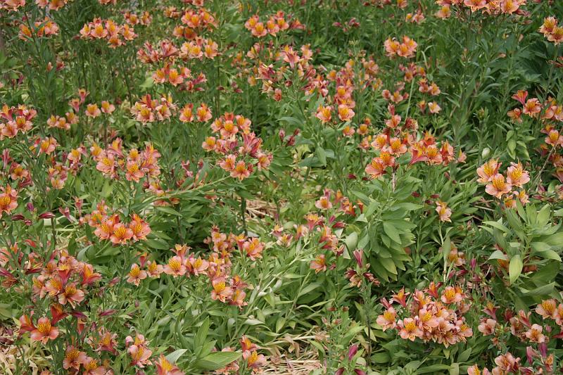 SJB020.JPG - Some pretty plants outside