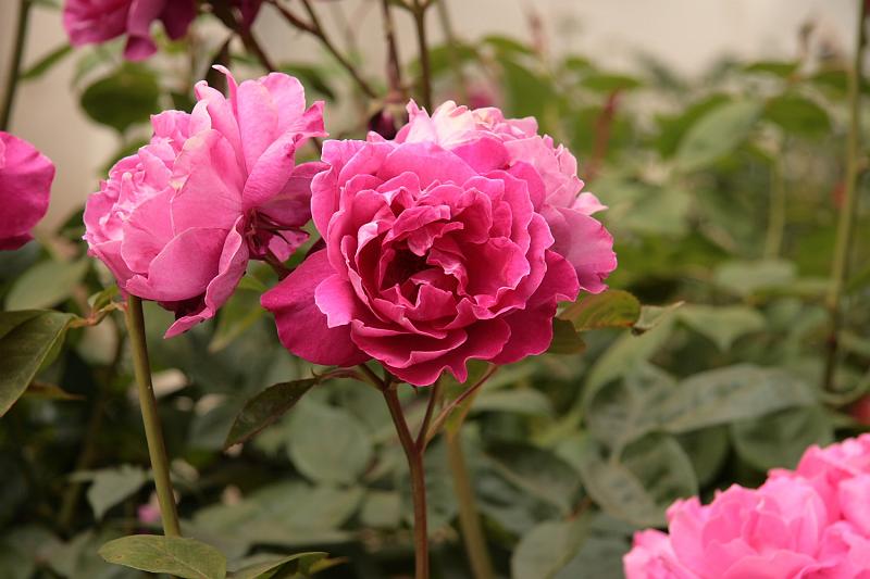 SJB023.JPG - Roses.