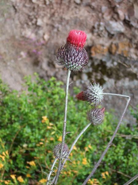 SJB107.JPG - Strange plant.