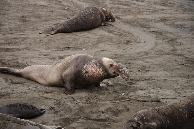 slo219.JPG - Elephant seals.