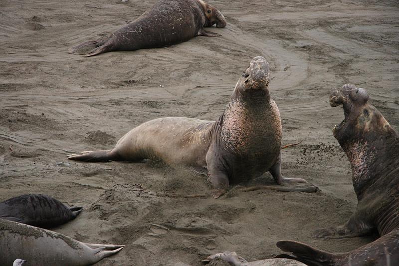 slo223.JPG - Elephant seals.