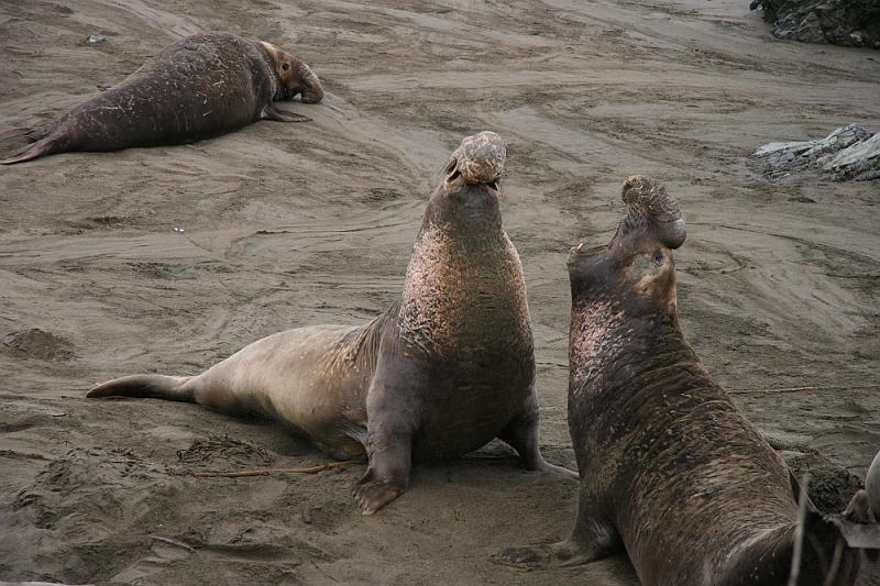 slo225.JPG - Elephant seals.    A minor fight breaks out.