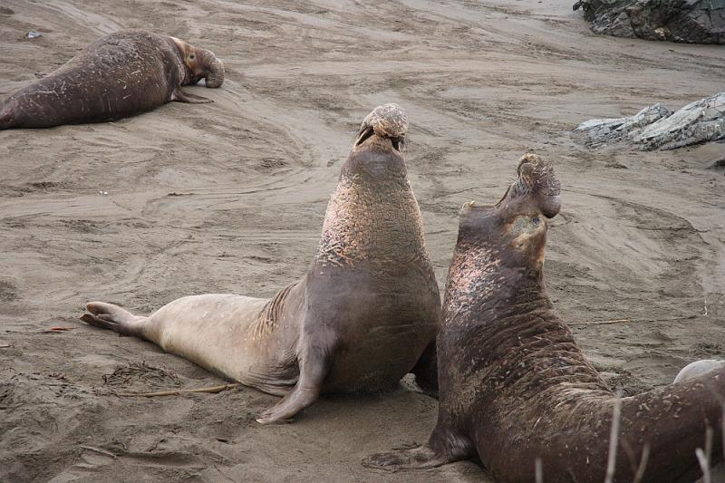 slo226.JPG - Elephant seals.