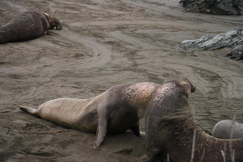 slo227.JPG - Elephant seals.