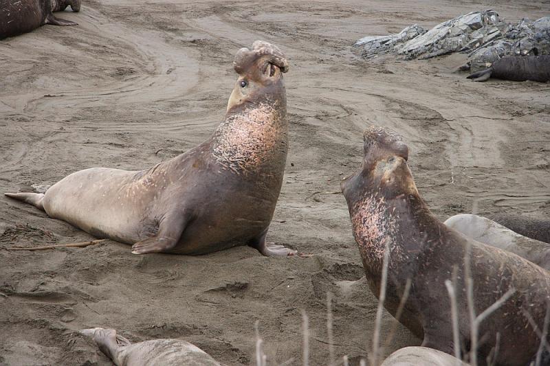 slo228.JPG - Elephant seals.