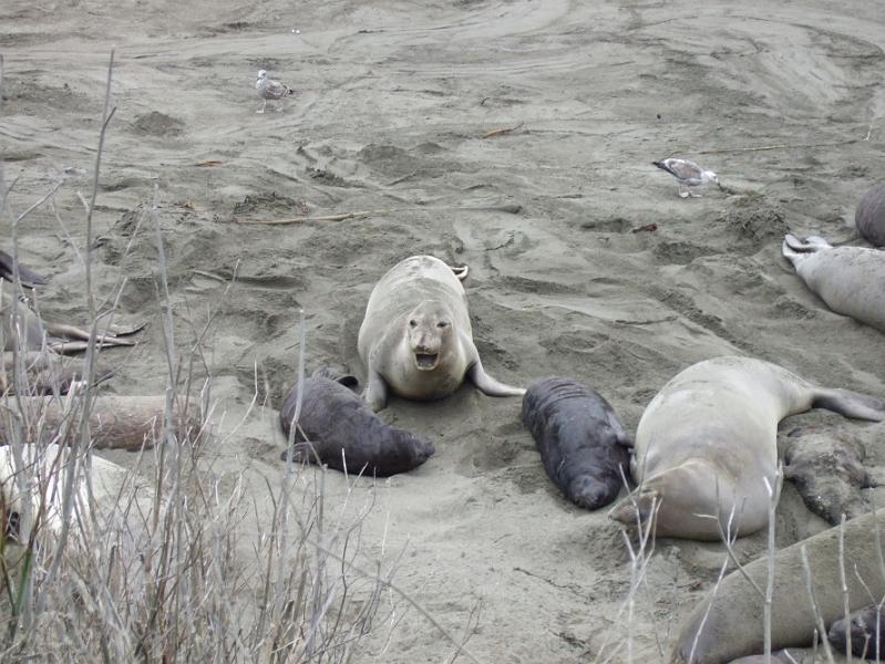 slo247.JPG - Elephant seals.