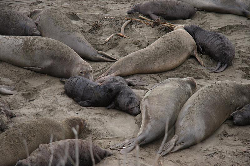 slo248.JPG - Elephant seals.   Some baby seals.
