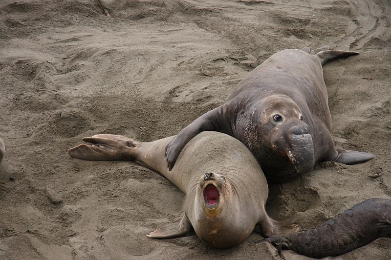 slo255.JPG - Elephant seals.    Some don't like holding flippers.