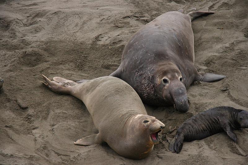 slo259.JPG - Elephant seals.