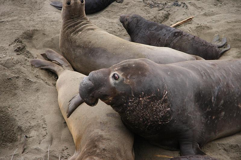 slo264.JPG - Elephant seals.