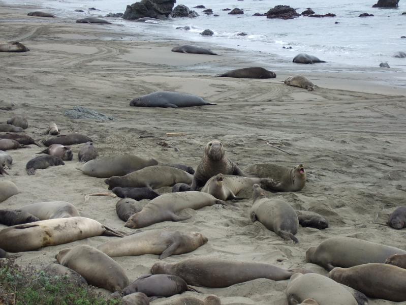 slo277.JPG - Elephant seals.