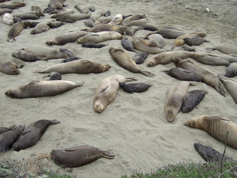 slo281.JPG - Elephant seals.