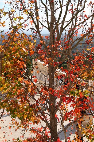 socal029.JPG - The Getty Center, Los Angeles.  Winter foliage in L.A.