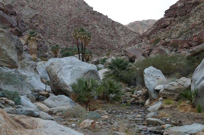 socal110.JPG - Anza-Borrego Desert State Park.  We are hiking towards the palm tree oasis.