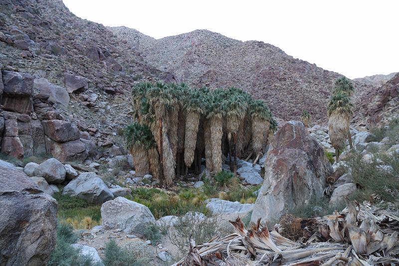 socal117.JPG - Anza-Borrego Desert State Park.  The circle of palms.