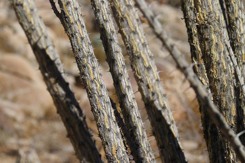 socal139.JPG - Anza-Borrego Desert State Park