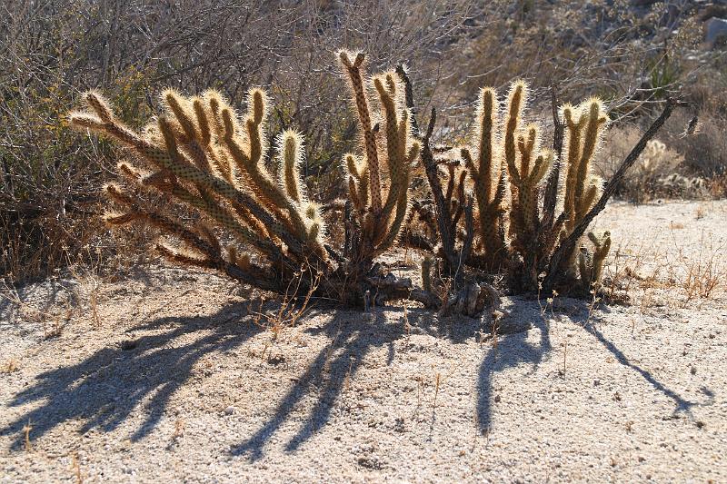 socal150.JPG - Anza-Borrego Desert State Park