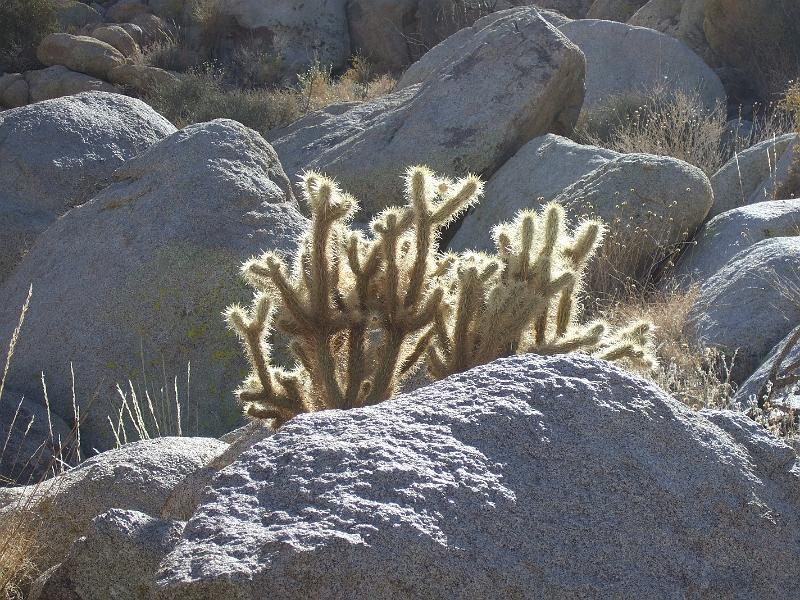 socal157.JPG - Anza-Borrego Desert State Park