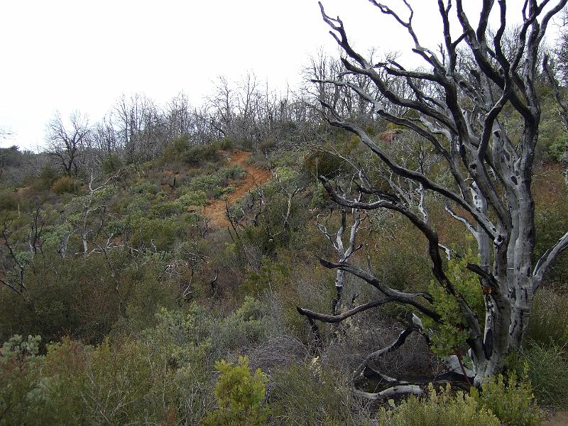 socal284.JPG - We're now at a nearby park, William Heise County Park in Julian.  The Canyon Oaks trail.
