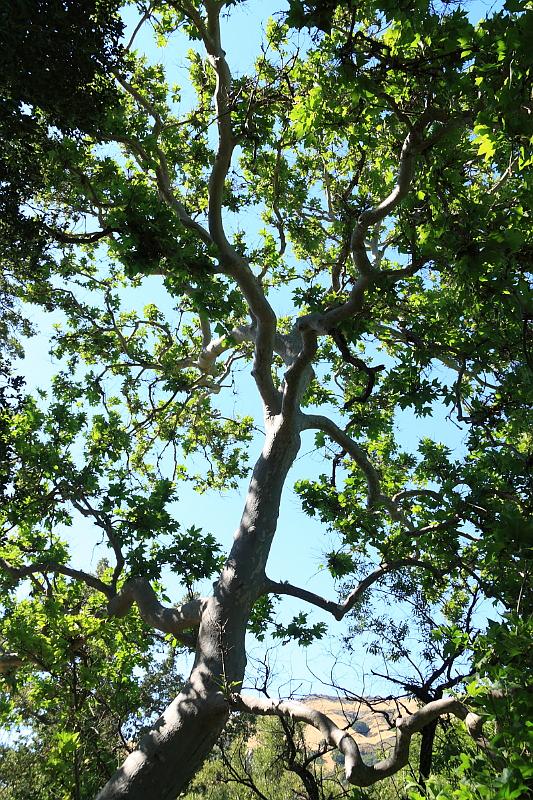 sonoma22.JPG - Big tree.