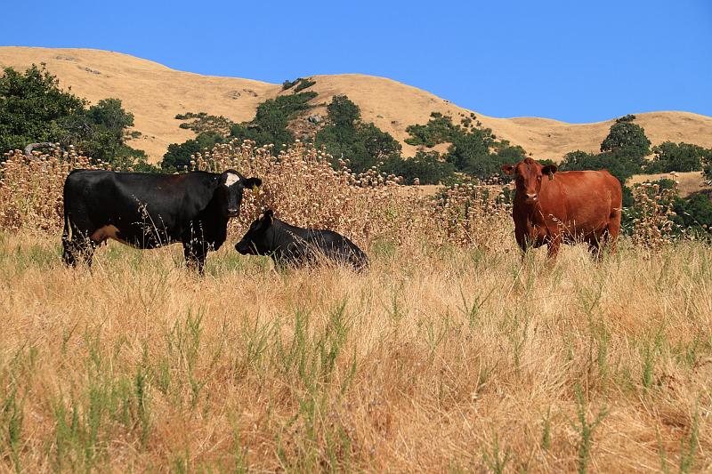 sonoma26.JPG - If only we had brought some chocolate syrup.