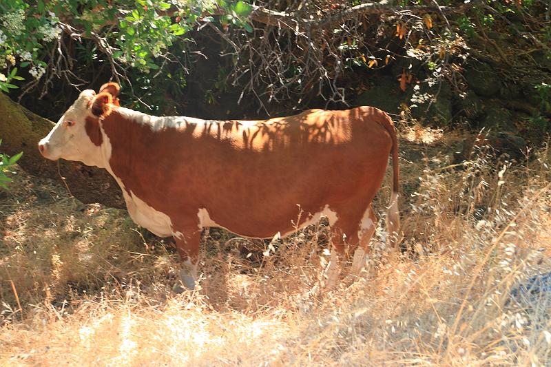 sonoma32.JPG - More cows.