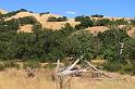 sonoma21